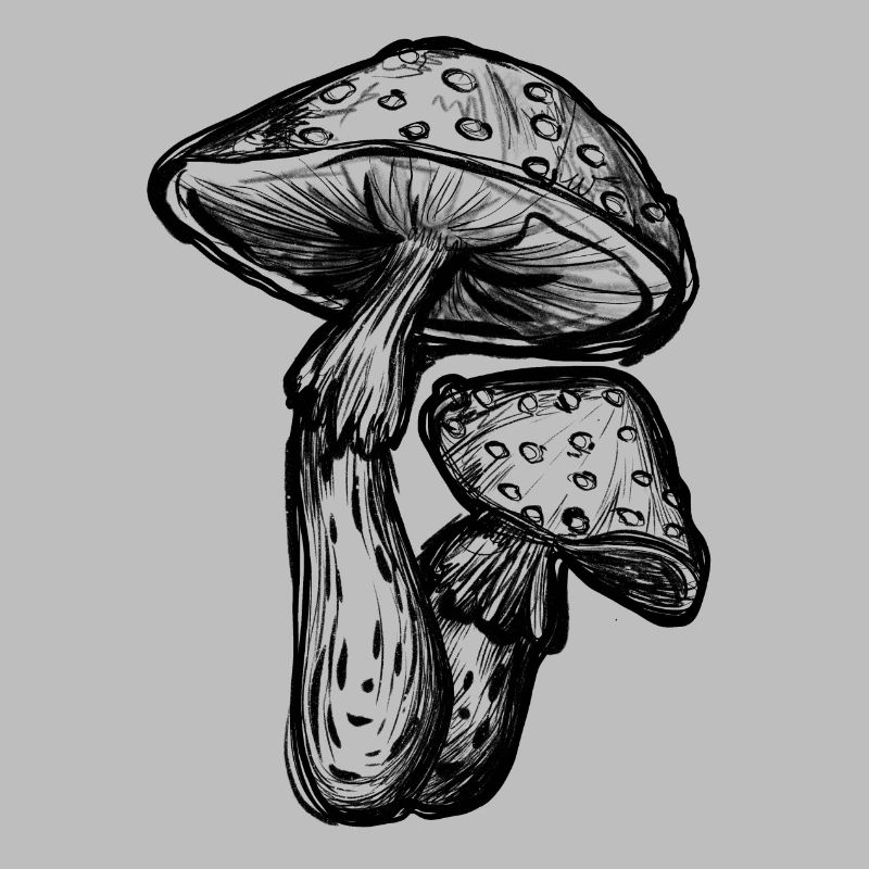 Toadstools Illustration