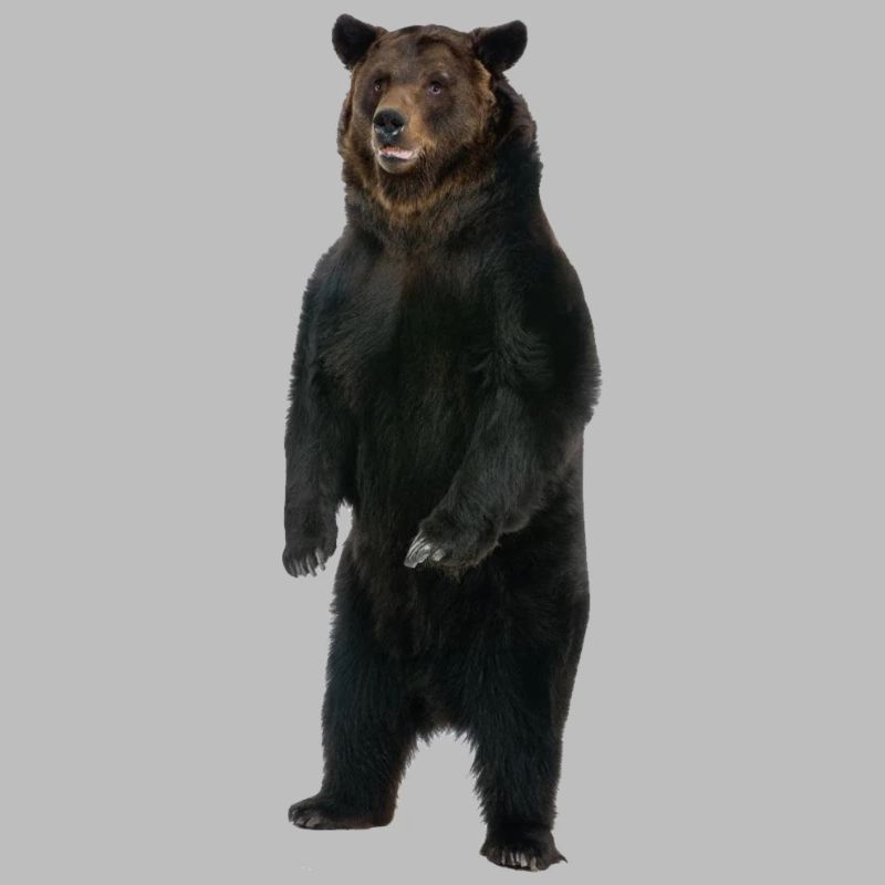 Standing bear