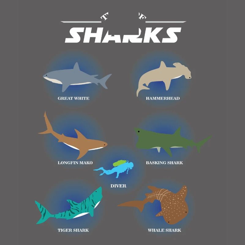 Espèces de requins types de requins, requins marteaux, plongeurs
