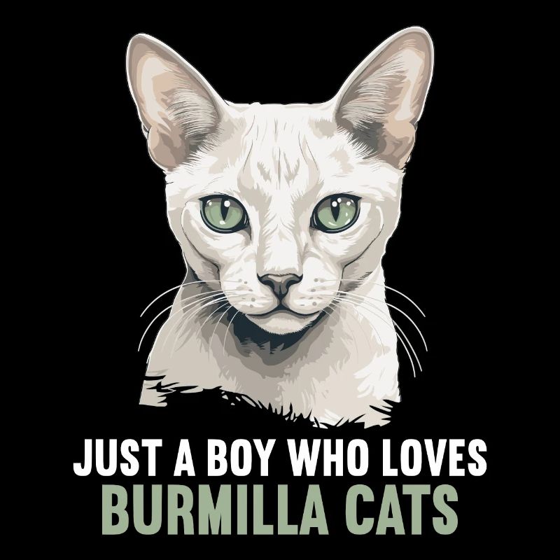 Burmilla Kätzchen Burmilla Katze