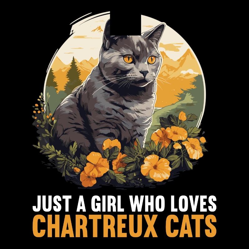 Chat Chartreux Chat Chartreux