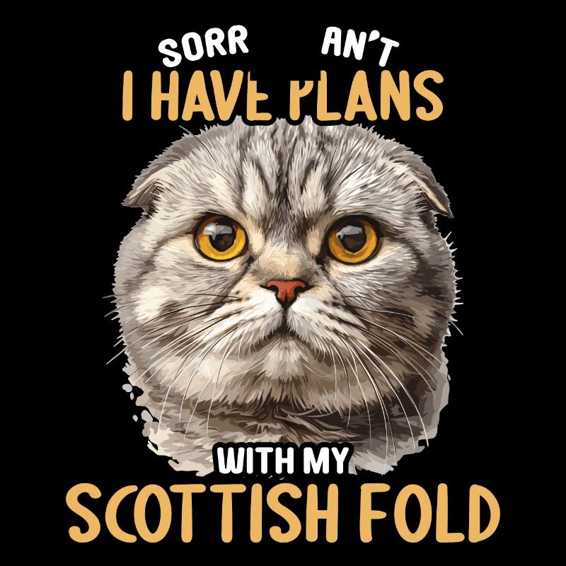 Scottish Fold Kitten Scottish Fold Cat