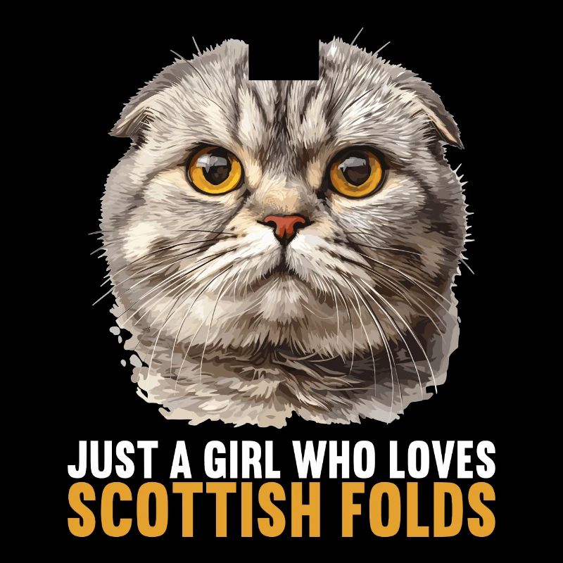Scottish Fold Kitten Scottish Fold Cat