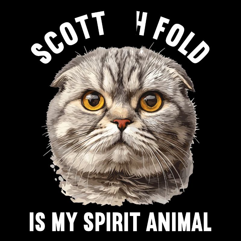 Scottish Fold Kitten Scottish Fold Cat