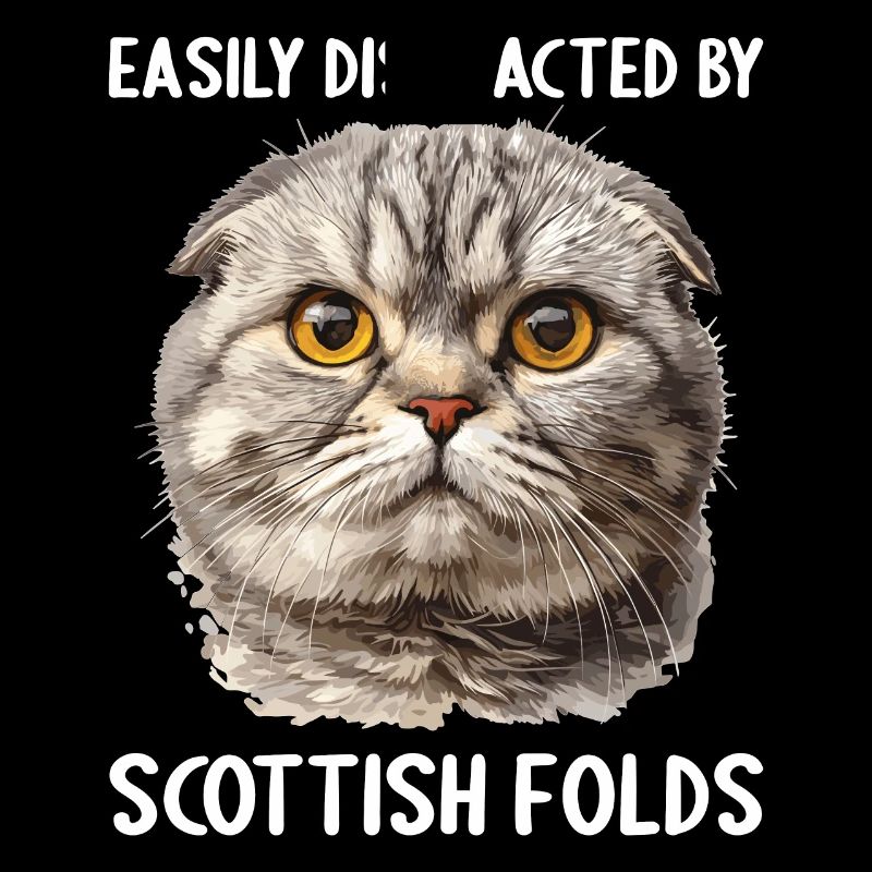 Scottish Fold chaton Scottish Fold chat