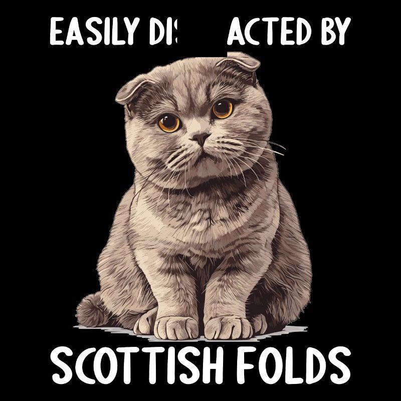 Scottish Fold Kitten Scottish Fold Cat