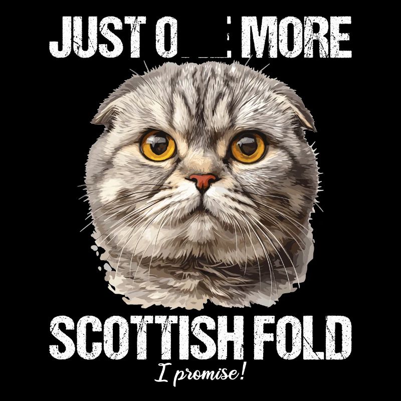 Scottish Fold Kitten Scottish Fold Cat