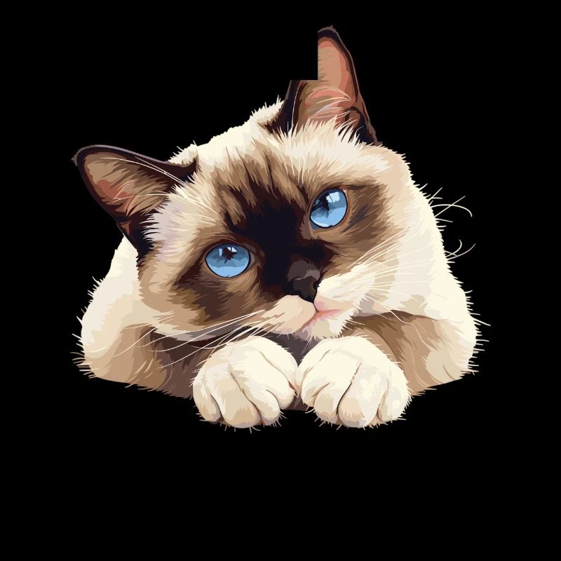 Chaton raquette Chat raquette