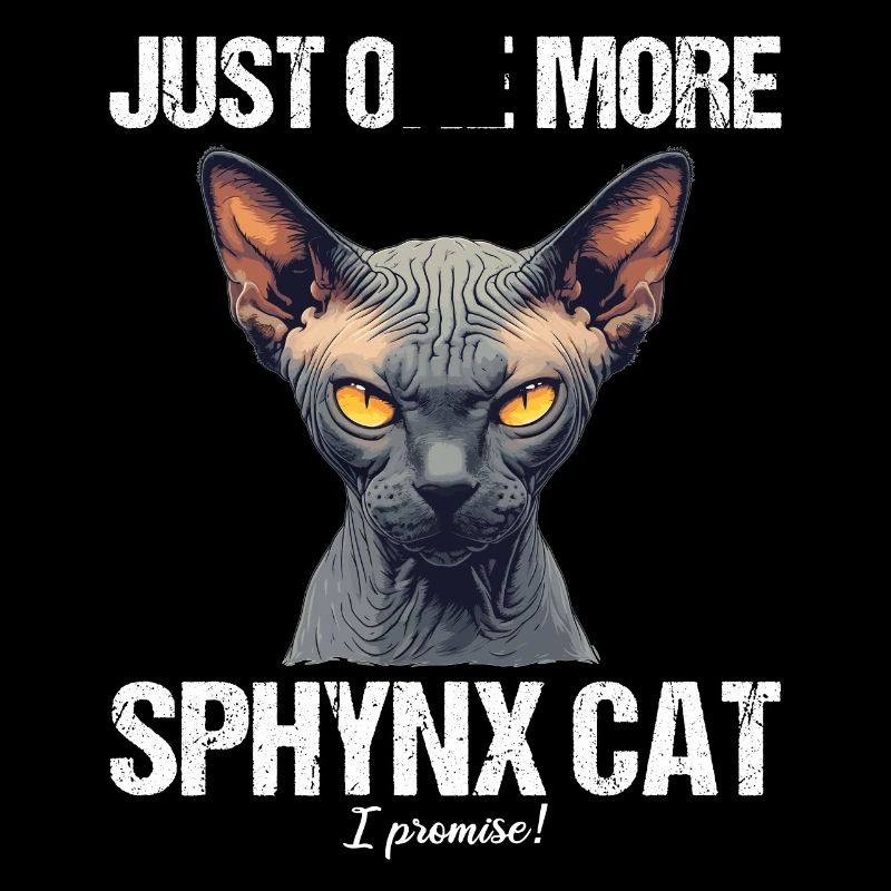 Chaton Sphynx Chat Sphynx
