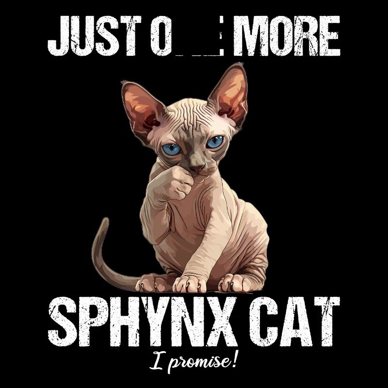 Chaton Sphynx Chat Sphynx
