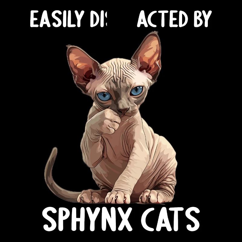 Sphynx Kitten Sphynx Cat