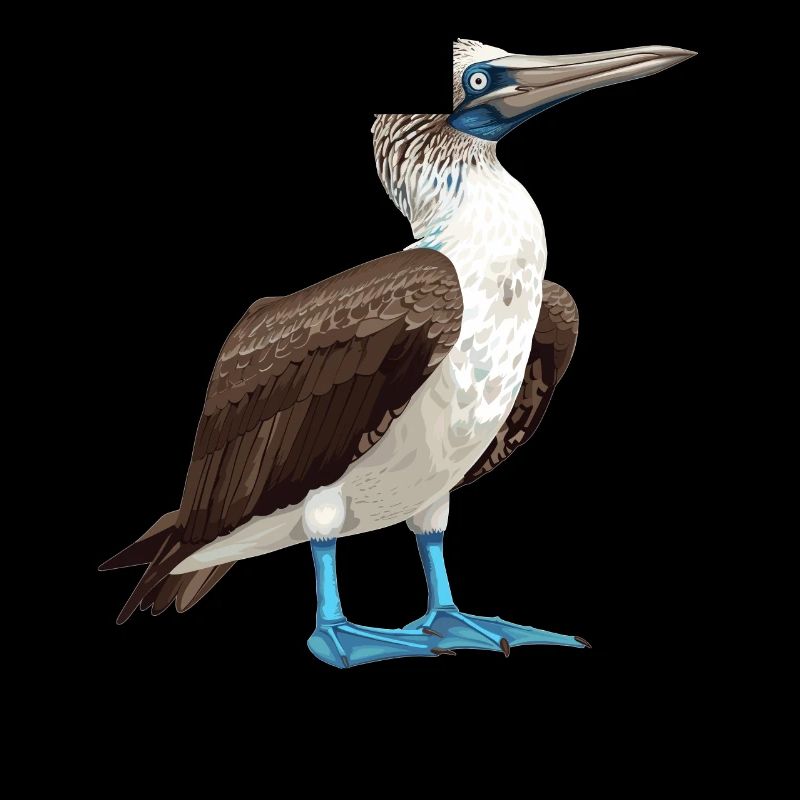 Fou à pieds bleus