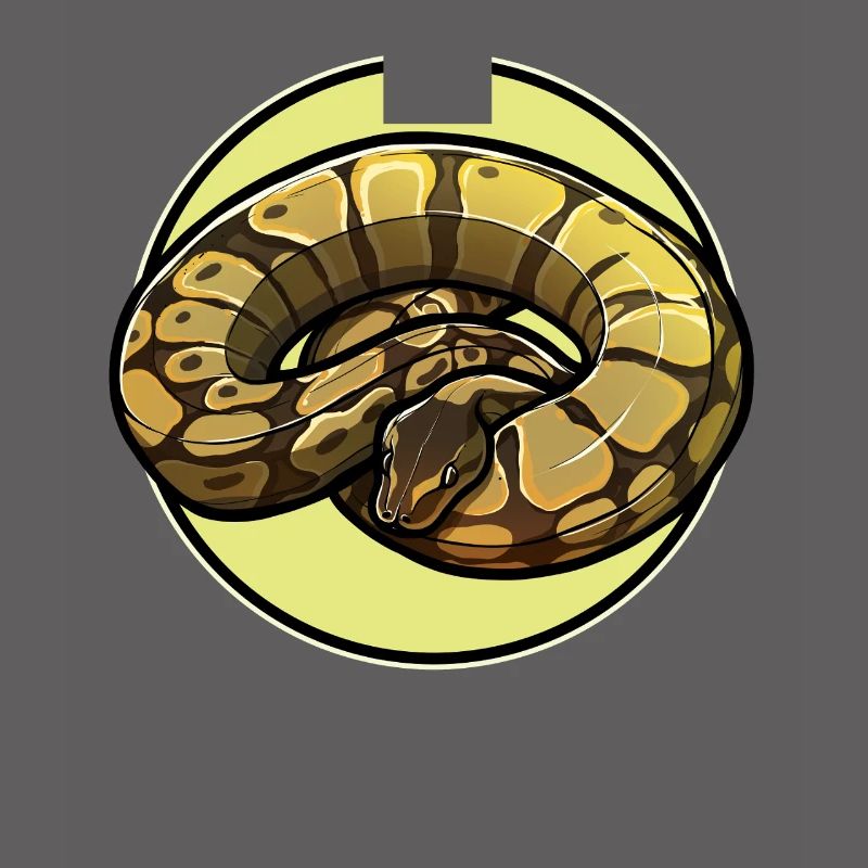 Ball Python Königspythons Königspython