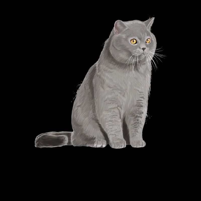 Britannique Cheveux courts chat