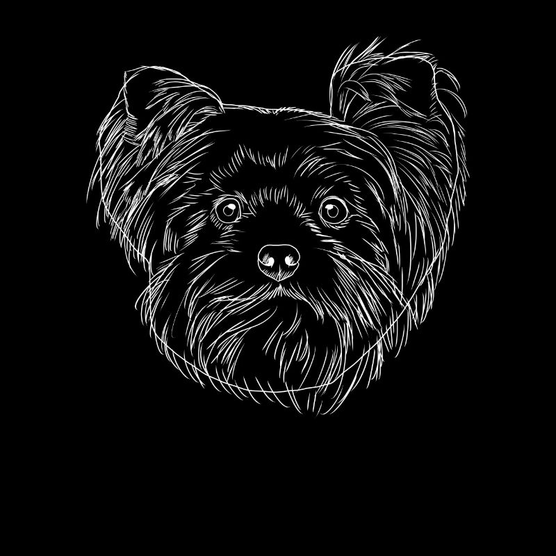 Yorkshire Terrier Hund