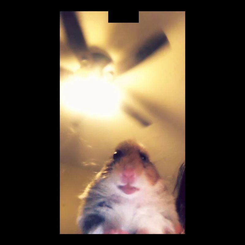 Meme Hamster Staring Front Camera