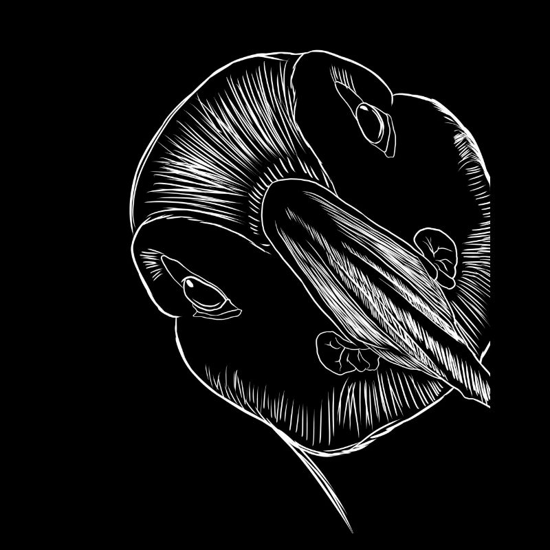 Funny Bird Puffin
