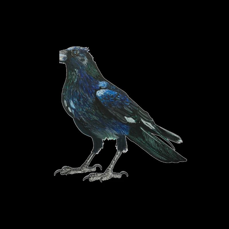 Raven crow with slightly bluish green feathers