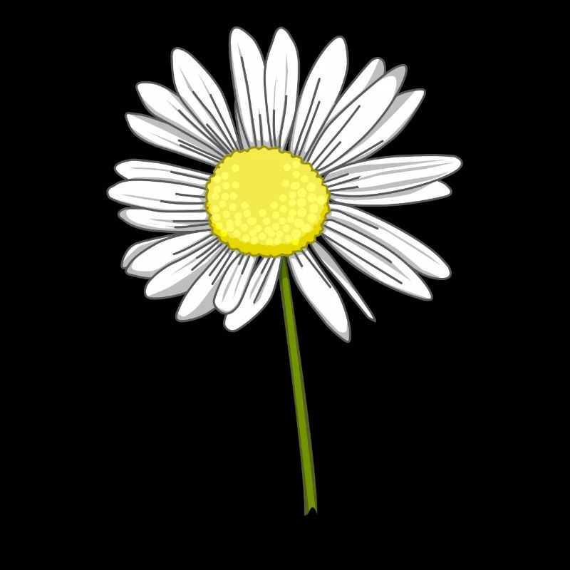 Gänseblümchen Blume Blumig Margeriten Garten