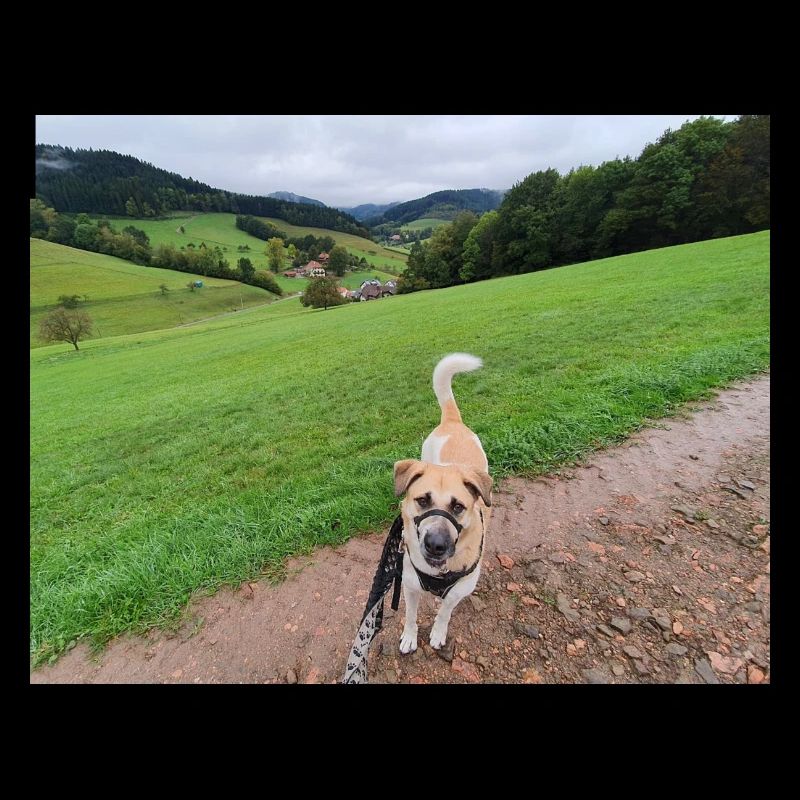 Awesome view with dog