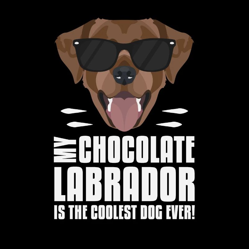 Mon chocolat labrador, le lab est le plus cool