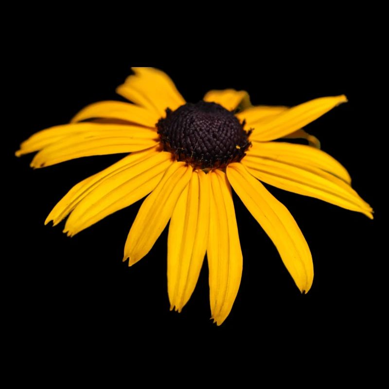 Coneflower