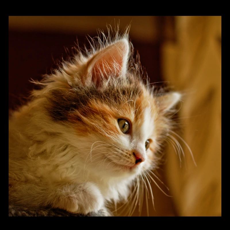 chat masque de chat masque de chat masque de chat