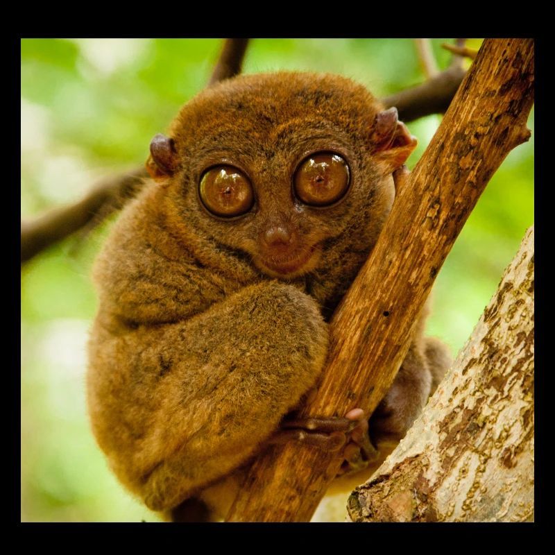 Monkey mask monkey mask