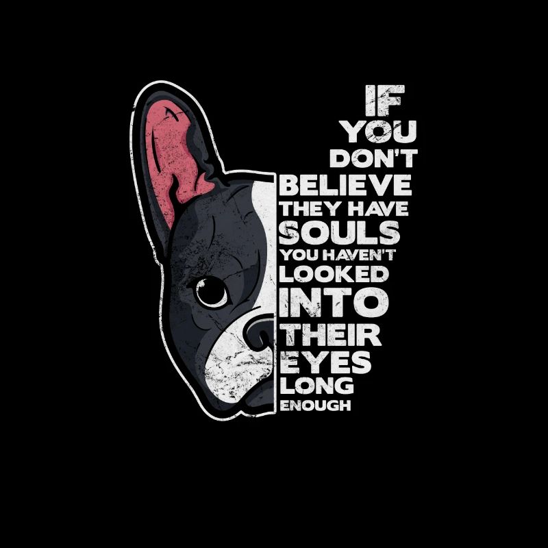 Boston Terrier