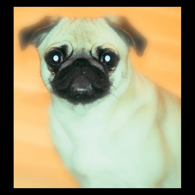 Cute pug with expressive view