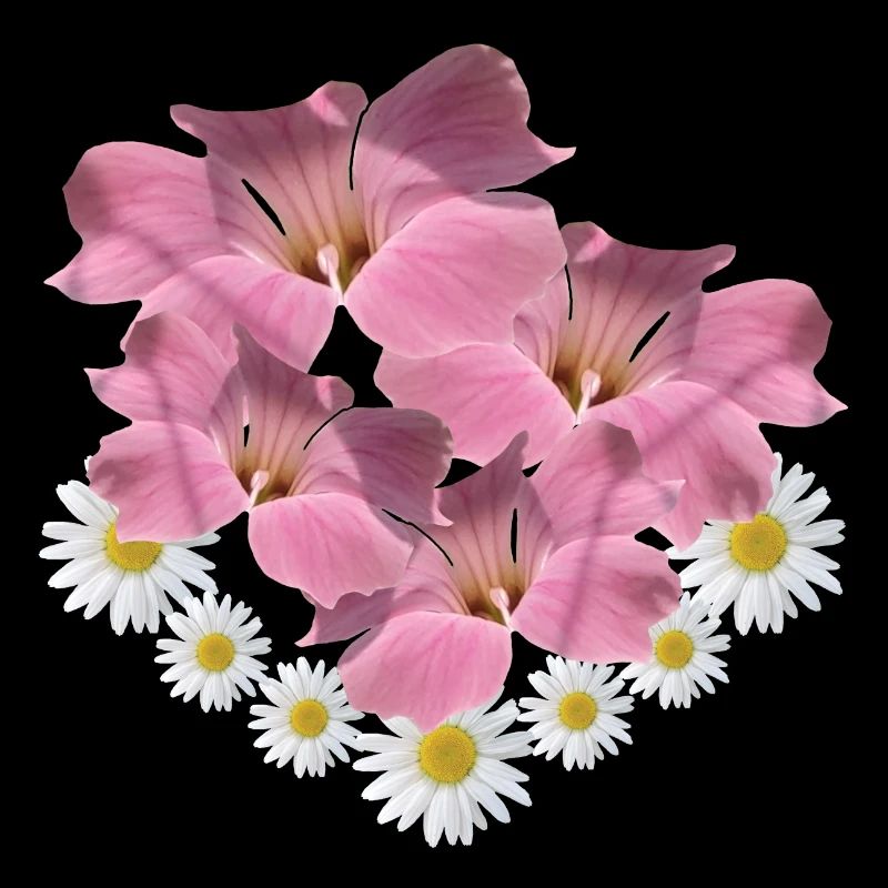 Margerite Blume pink Blumenranke Gänseblümchen