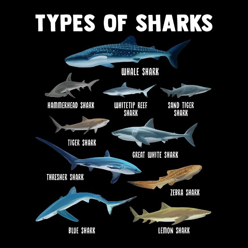 Espèces de requins requins poisson cadeaux