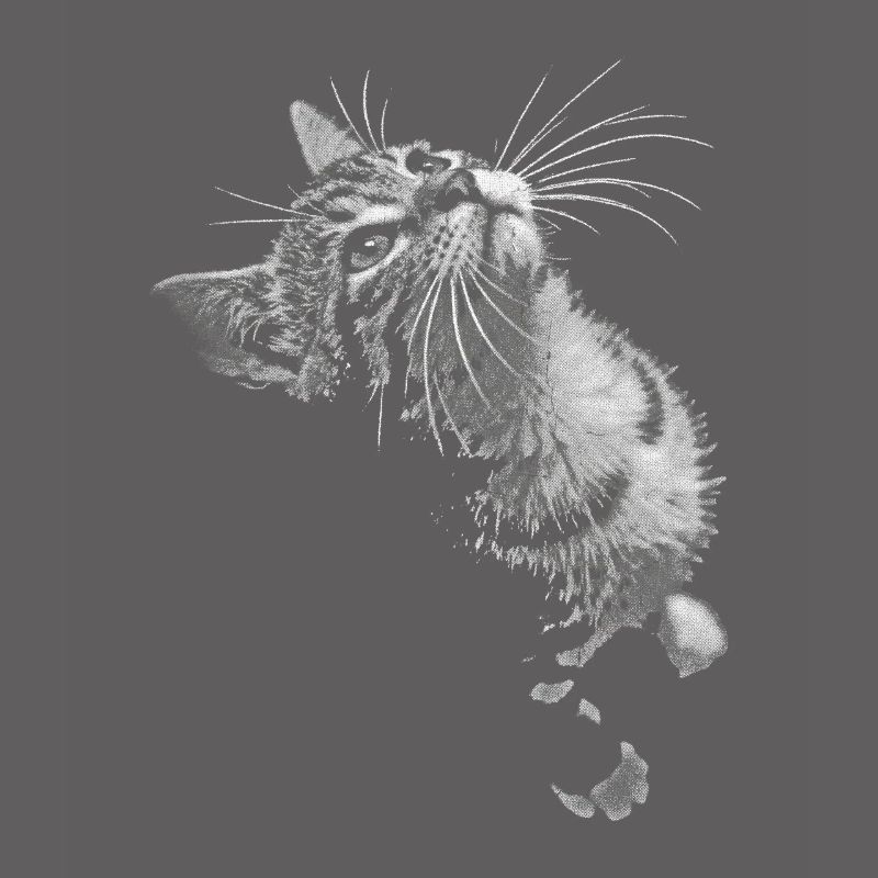 Regard de chat ronronnant en niveaux de gris