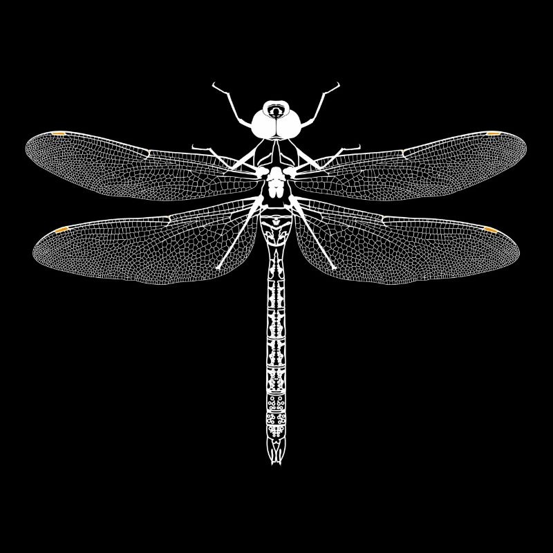 Dragonfly white