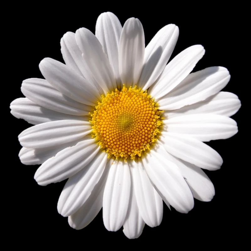 Margarite