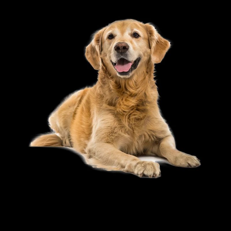 Cadeaux Golden Retriever impressionnants
