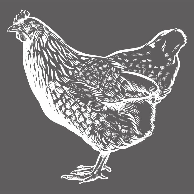 Chicken - Drawing - Chickens Fan