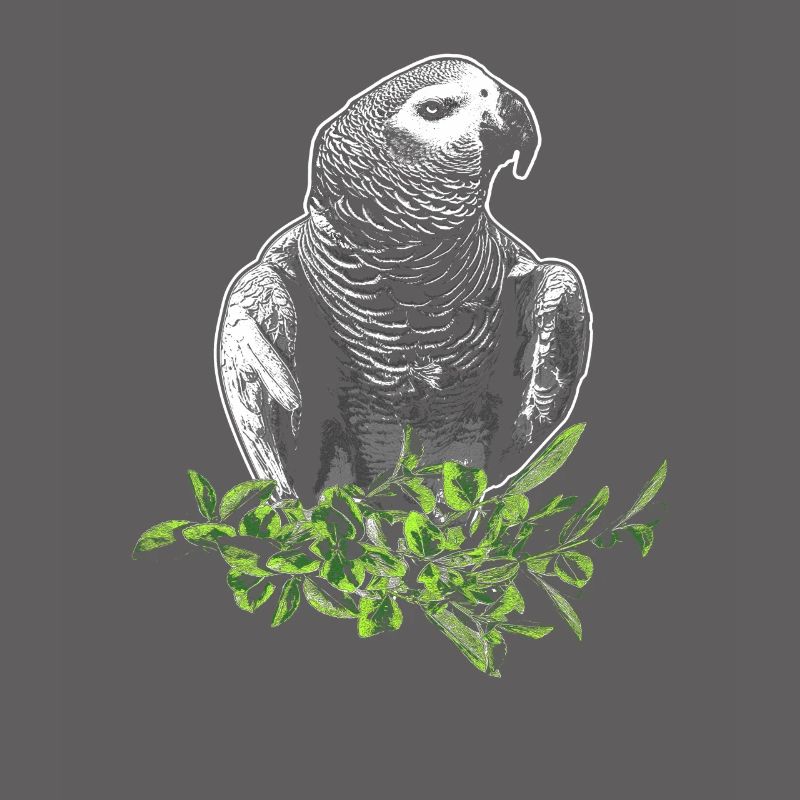 Grey Parrot Parrot