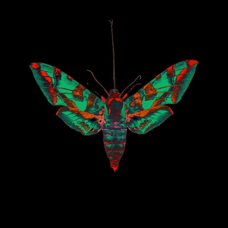Papillon psychédélique