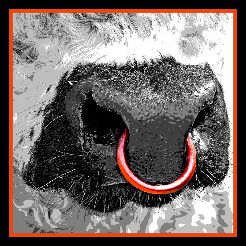 Stier Galloway Bulle Nasenring rot