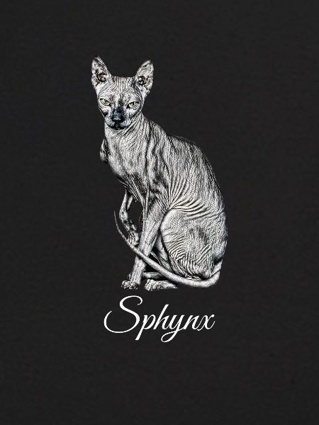 Sphynx chat