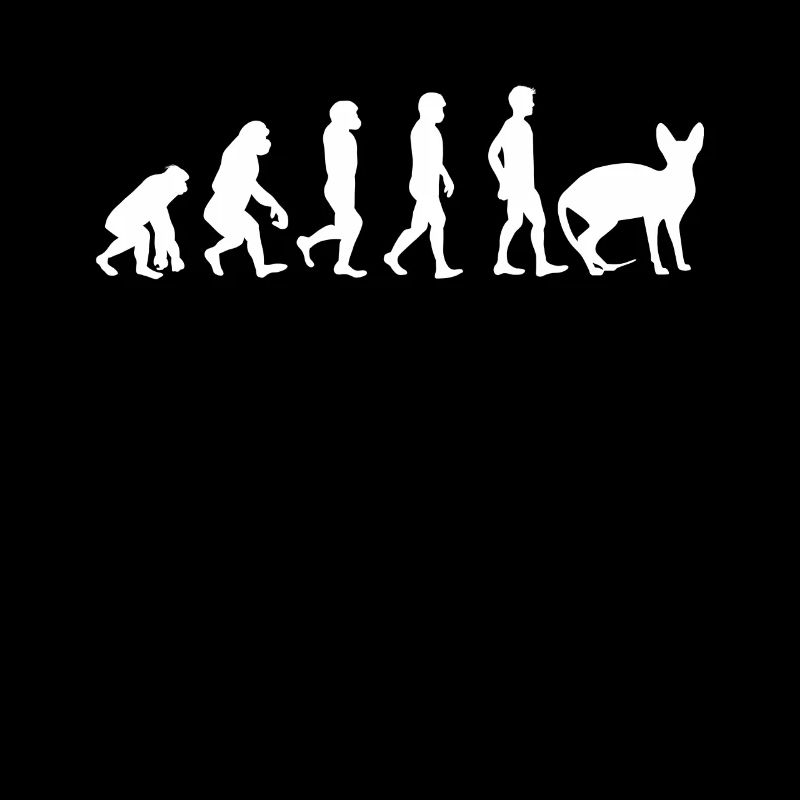 Sphynx Cat Sphynx Cat Evolution