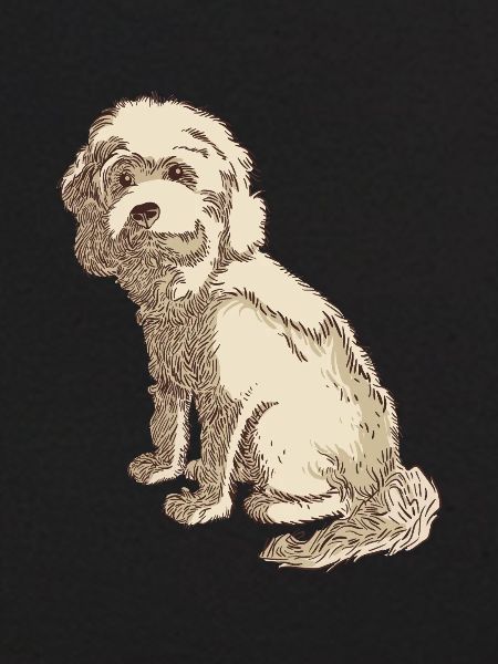 Cockapoo Hundezeichnung eines Cockapoo