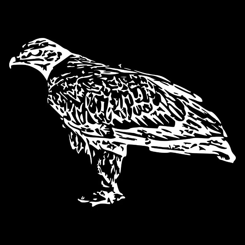Faucons Oiseaux Oiseaux