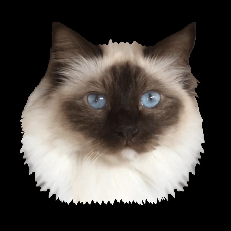 Fluffy Kitty