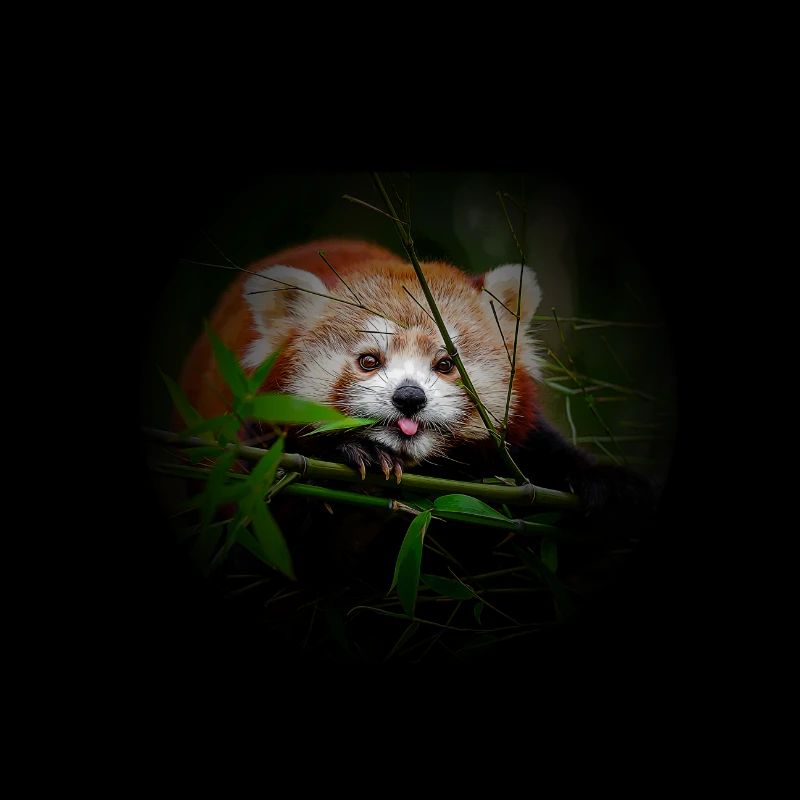 red panda comic style red panda