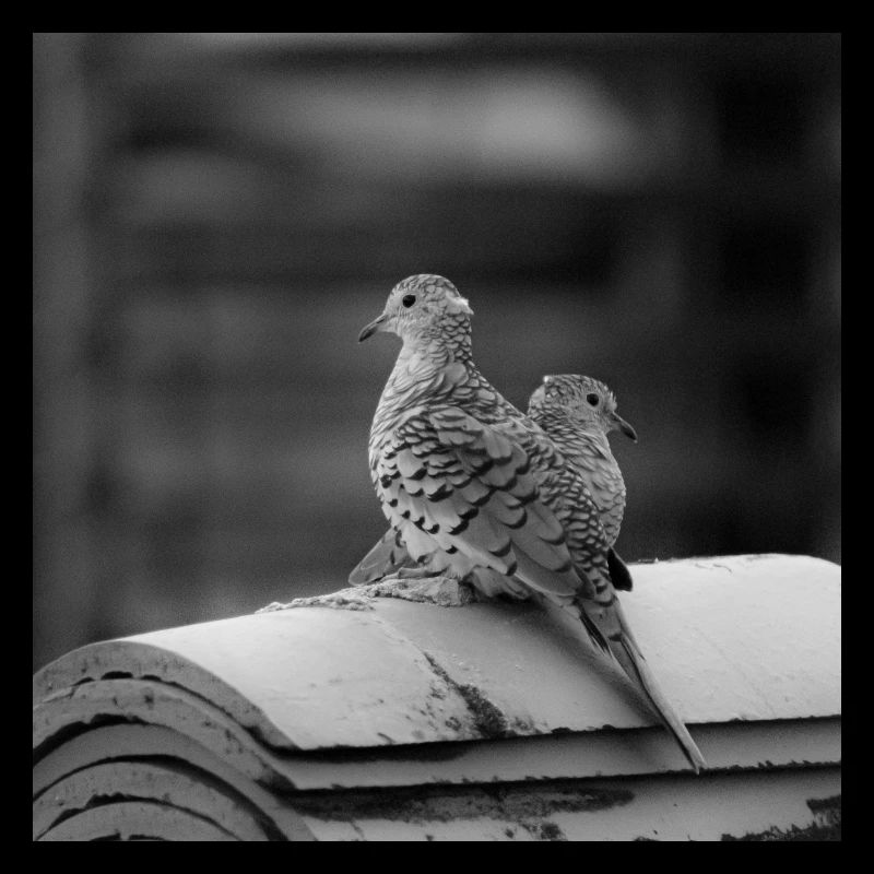 les oiseaux