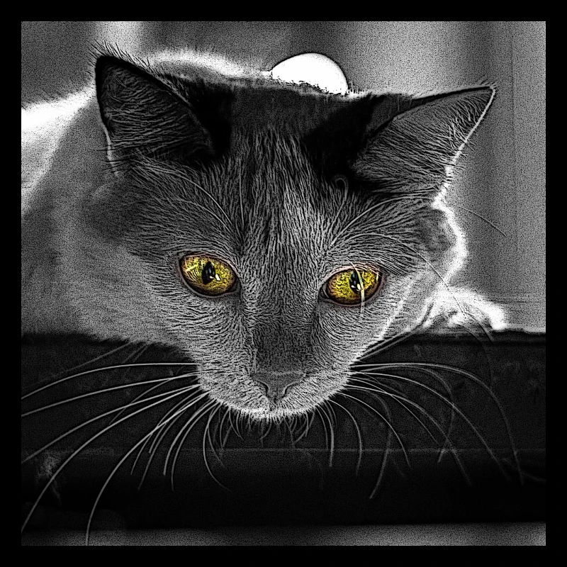 le chat