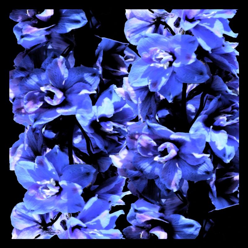Jacinthe bleu