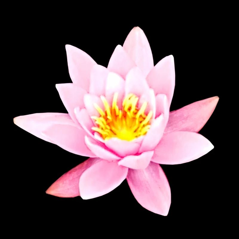 Nénuphar